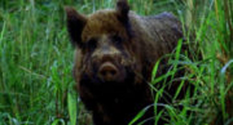 Outlaws Image from Lost Season 1 Episode 16